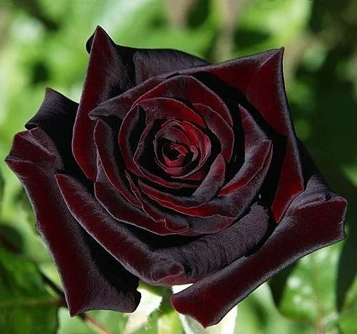 Троянда чайно-гібридна Блек Баккара (Black Baccara)