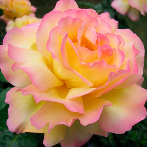 Троянда чайно-гібридна Глорія Дей (Rosa Gloria Dei)