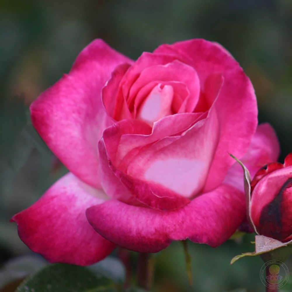 Троянда Гожар (Rose Gaujard)
