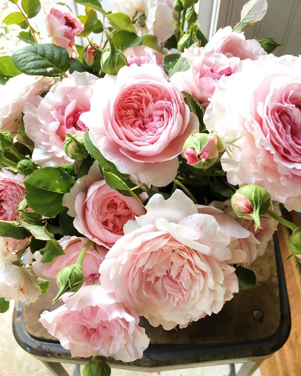 Троянда "Peony Pink"(Піоні Пінк)