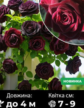 Ексклюзив! Троянда плетиста "Анрі Матіс" (Henri Matisse)