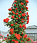 Троянда плетиста "Оранж Мейландіна" (Orange Meillandina), фото 3