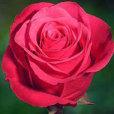 Троянда чайно-гібридна «Черрі О» (Cherry-O)