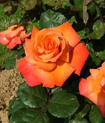 Троянда чайно-гібридна "Христофор Колумб"