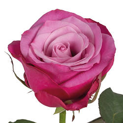 Троянда чайно-гібридна "Принц Персії"