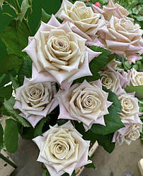 Троянда чайно-гібридна "Menta" (Мента)