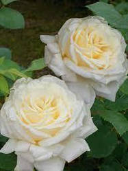 Троянда чайно-гібридна "Боїнг" (Boeing)