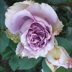 Троянда чайно-гібридна "Дольчетто"