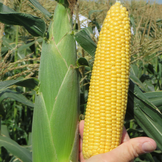 Хайглоу52 F1 (100 000 нас.) насіння солодкої кукурудзи Syngenta
