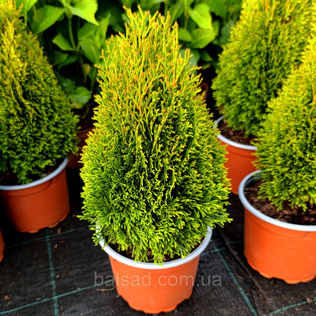Туя карликова Петіт Смарагд / h 25-35 / Thuja Petit Smaragd