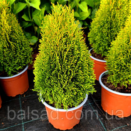 Туя карликова Петіт Смарагд / h 25-35 / Thuja Petit Smaragd, фото 1