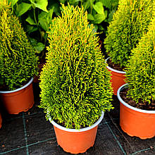 Туя карликова Петіт Смарагд / h 25-35 / Thuja Petit Smaragd