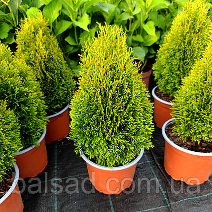 Туя карликова Петіт Смарагд / h 25-35 / Thuja Petit Smaragd, фото 3