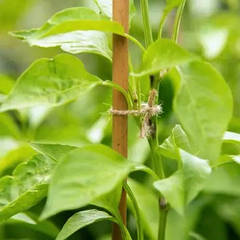 Бамбукові опори для рослин