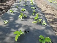 Агроволокно чорне з перфорацією 3 отвори, 50 г/м², 1.6×100 м, фото 4