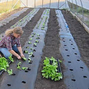 Агроволокно чорне з перфорацією 2 отвори, 50 г/м², 1.07×100 м