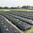 Агроволокно чорне з перфорацією 2 отвори, 50 г/м², 1.07×100 м, фото 9