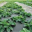 Агроволокно чорне з перфорацією 2 отвори, 50 г/м², 1.07×100 м, фото 10