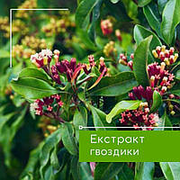 Екстракт гвоздики, 50 мл