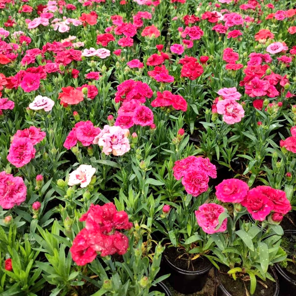Саджанці Гвоздики світло-рожевої (Dianthus caryophyllus) Р9, фото 1