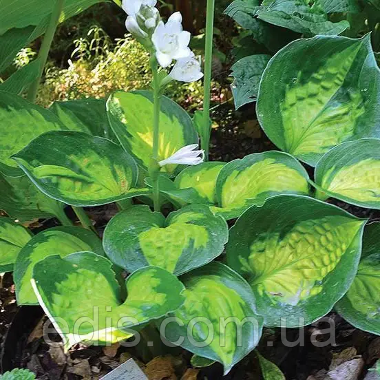 Хоста Sunset Grooves (Сансет Грувз) кореневище