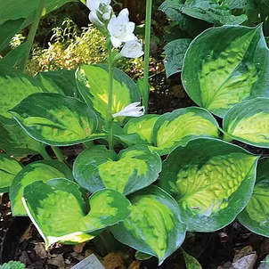 Хоста Sunset Grooves (Сансет Грувз) кореневище, фото 1