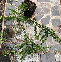 Кизильник розчепірений. Cotoneaster divaricatus. Д12