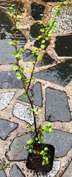 Кизильник розчепірений. Cotoneaster divaricatus. У контейнерах 0.5 л.