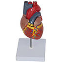 Анатомічна модель серця людини RESTEQ 1:1 — розбірна модель для вивчення будови та кровообігу, фото 3