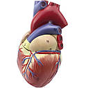 Анатомічна модель серця людини RESTEQ 1:1 — розбірна модель для вивчення будови та кровообігу, фото 8
