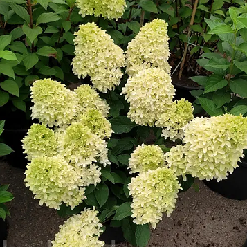 Гортензія волотиста Меджикал Лайм Спаркл 4 роки С5