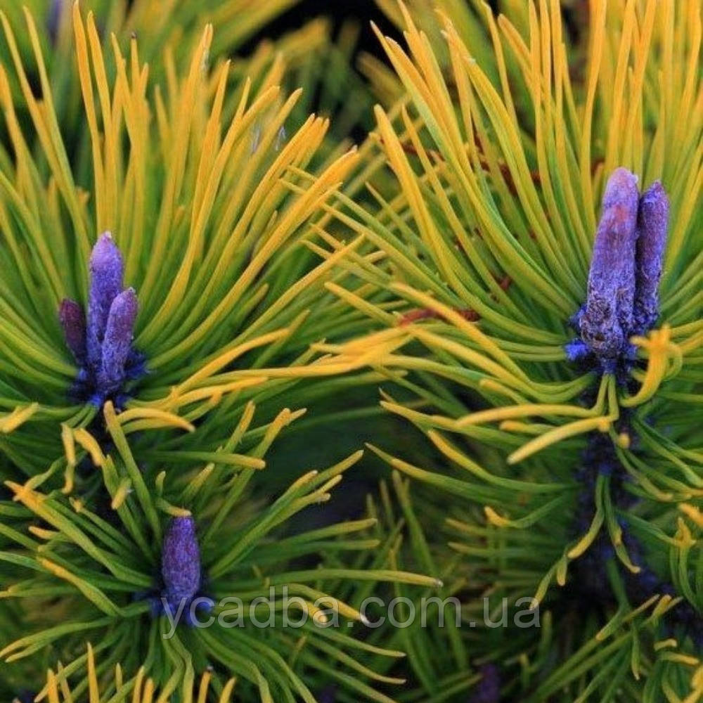 Сосна горна Голден Глоу щеплена, фото 1