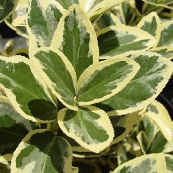 Бересклет японський Albo-Marginata (контейнер 1л)