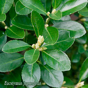 Бересклет японський (зелений) (контейнер 1л)