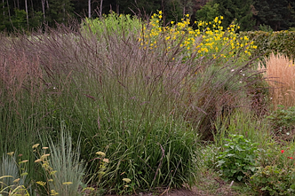 Молінія очеретяна 'Black Arrow'. Контейнер 1,5л