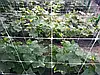 Сітка пластикова 15*18 1,7×5 метрів посилена (біла) огіркова сітка, фото 10