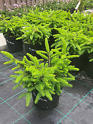 Ялина звичайна Нідіформіс Nidiformis саджанець в горщику 3 л