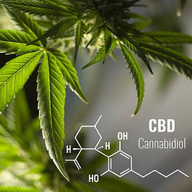 CBD олія та капсули