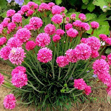 Армерія приморська Розеа p9