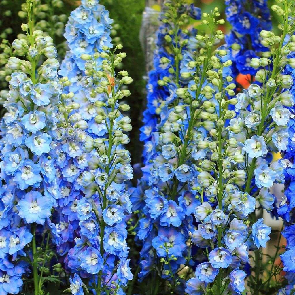 Саджанці Дельфініуму Мід Блу Вайт Бі (Delphinium Elatum Magic Fountains Mid Blue White Bee) Р9, фото 1