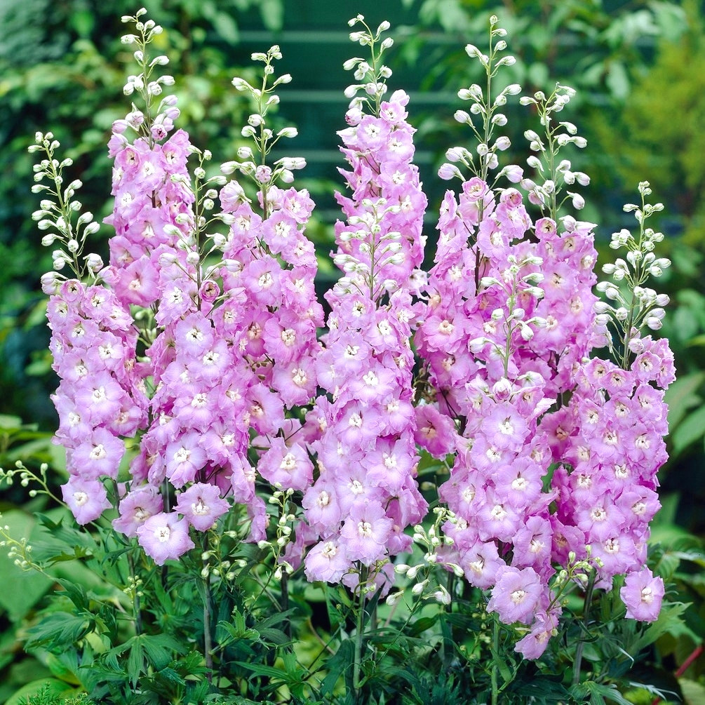 Саджанці Дельфініуму Гвіневра (Delphinium Pacific Giants Guinevere) Р9, фото 1