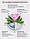 Кушон BB крем Missha Cushion Moist Up SPF50+/PA+++ тон№21, фото 4