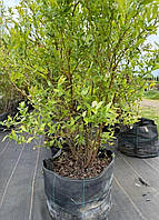 Лохина 5 років готові кущі з ягодою сорт Дюк в 12 літрів горщик