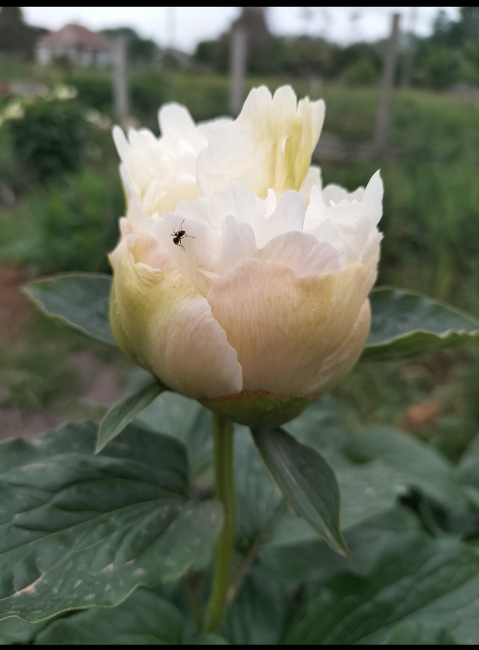 Піон Rienzi Miely,2007, Австрія, фото 1