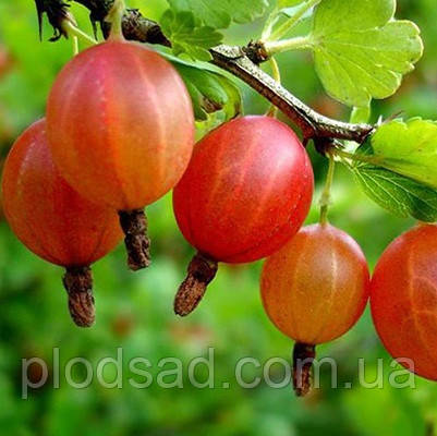 Аґрус Фонарик (Ліхтарик)