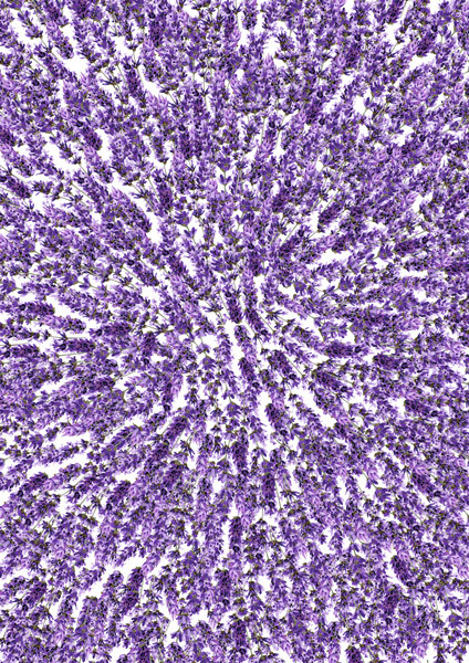 Оверлей Lavender Provence 21х29,7 см, фото 1