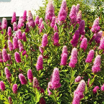 Спірея Білларда 3л. саджанець 60-80 см.