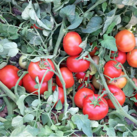 Насіння томату Айваз 331 F1 500 насінин Enza Zaden