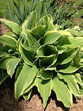 Хоста Moerheim  контейнер, 1 розетка, фото 4