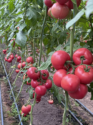 Насіння томату Монсеррат (Монсерат) F1 (Monserrat F1) Manier Seeds 1000, фото 2
